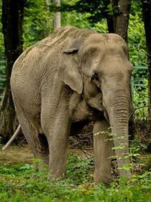 पशुपालन विभाग भर्ती