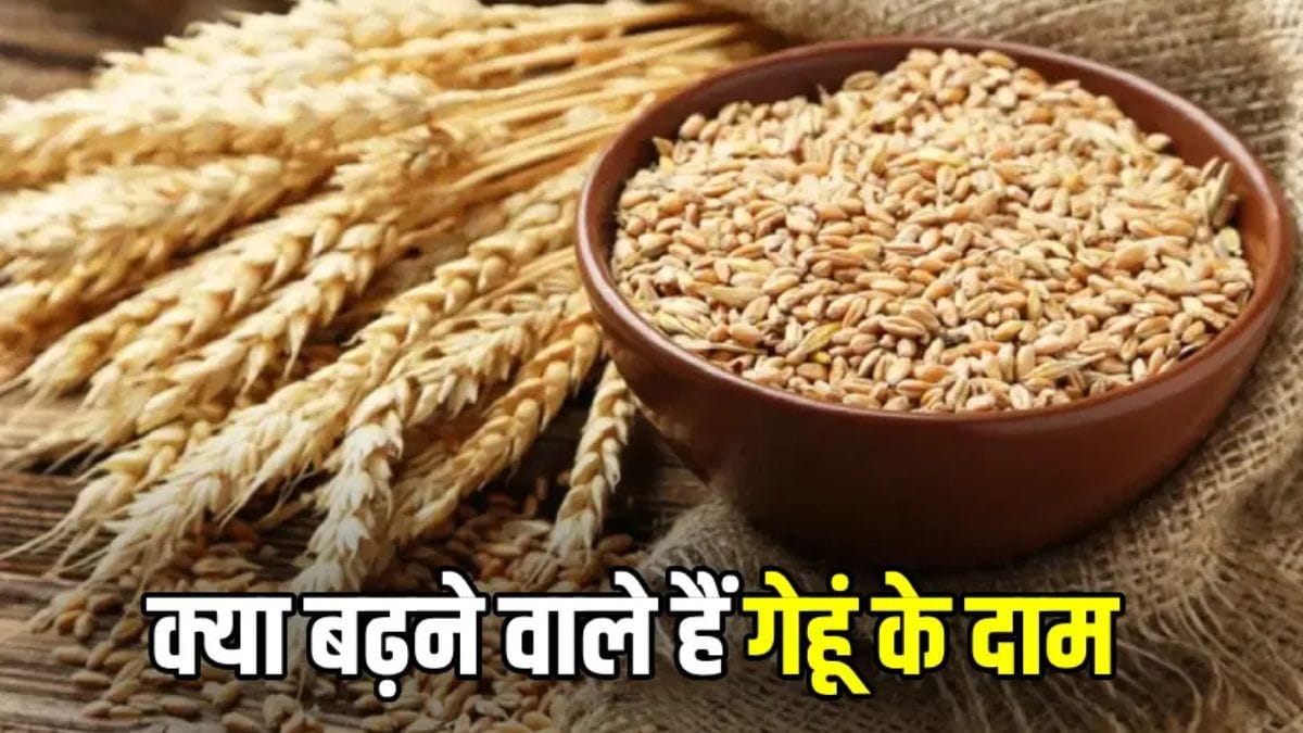 गेहूं की कीमतों को लेकर केंद्र सरकार की नई पहल