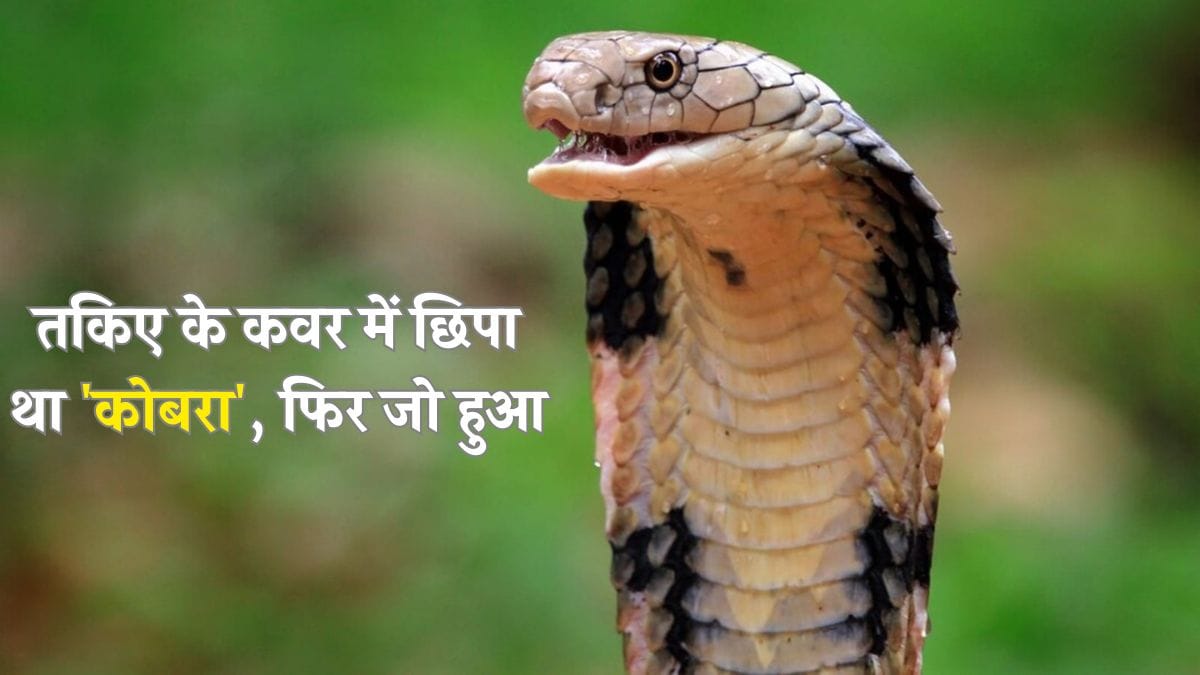 तकिए के कवर में छिपा था 'कोबरा', फिर जो हुआ