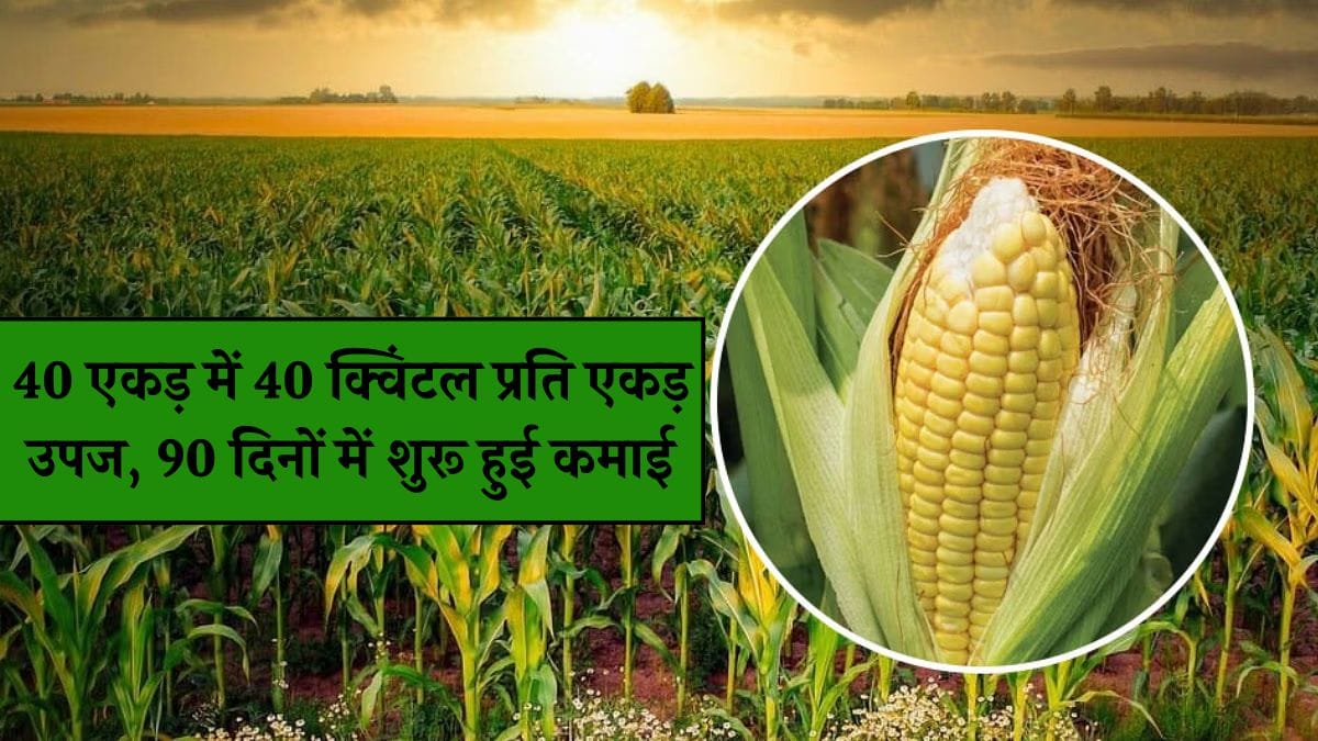 मक्का की खेती से किसान बना मिसाल: 40 एकड़ में 40 क्विंटल प्रति एकड़ उपज, 90 दिनों में शुरू हुई कमाई