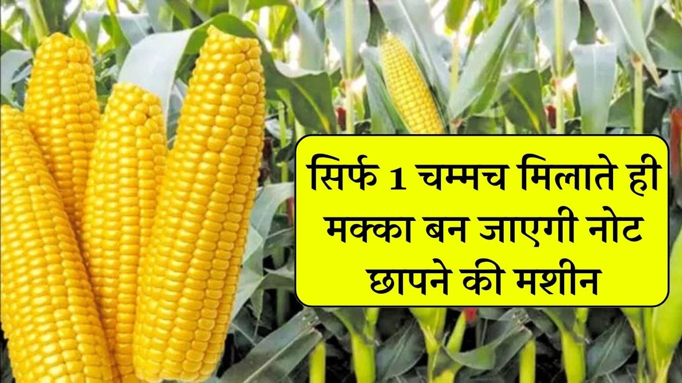Makka Ki Kheti 2025: सिर्फ 1 चम्मच मिलाते ही मक्का बन जाएगी नोट छापने की मशीन