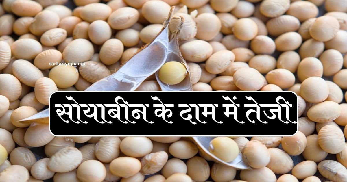 Soyabeen Bhaw: सोयाबीन के दाम में तेजी किसानों के लिए राहत की खबर, जानिए कहां मिल रहा है 4500 से 6000 रुपये तक भाव