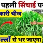 गेहूं की फसल में अधिकतम पैदावार के लिए पहली सिंचाई के बाद बस करे इतना सा