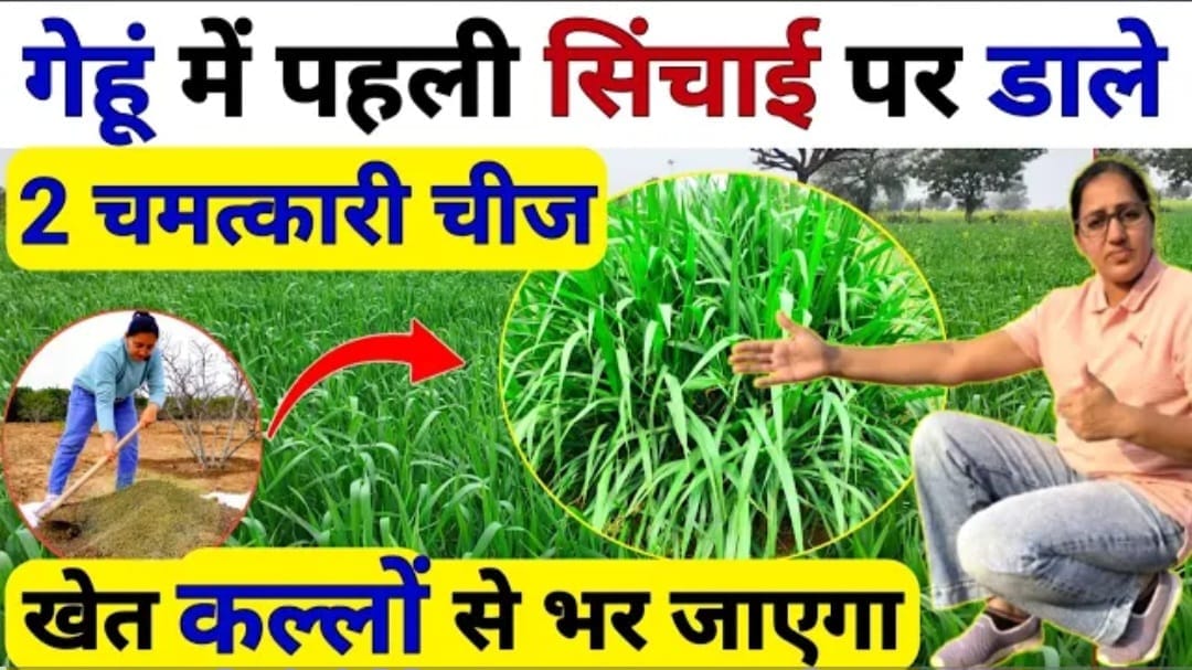 गेहूं की फसल में अधिकतम पैदावार के लिए पहली सिंचाई के बाद बस करे इतना सा