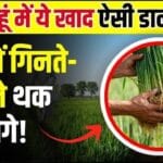 गेंहू की बंपर पैदावार के लिए कौन सा रसायनिक खाद कब और कितना डालना चाहिए? पढ़ें पूरी और सटीक जानकारी