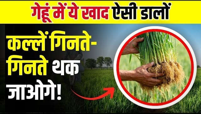 गेंहू की बंपर पैदावार के लिए कौन सा रसायनिक खाद कब और कितना डालना चाहिए? पढ़ें पूरी और सटीक जानकारी
